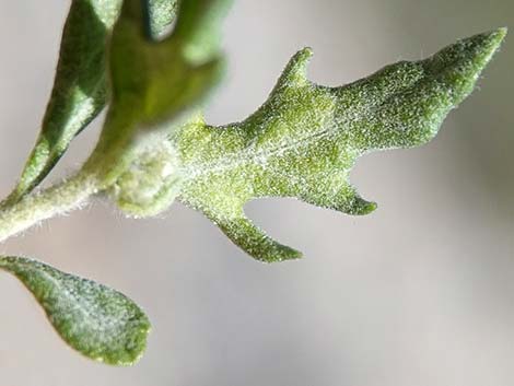 Woolly Fruit Burr Ragweed (Ambrosia eriocentra)