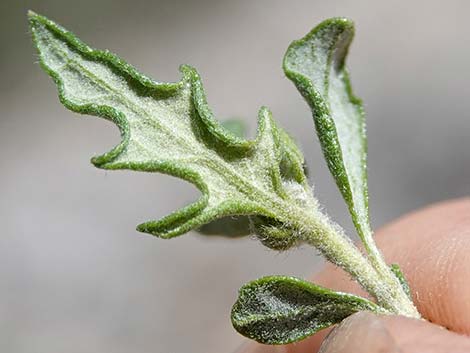 Woolly Fruit Burr Ragweed (Ambrosia eriocentra)