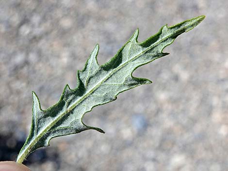 Woolly Fruit Burr Ragweed (Ambrosia eriocentra)