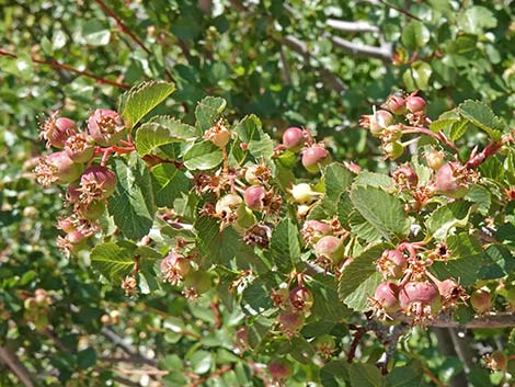 Utah Serviceberry (Amelanchier utahensis)