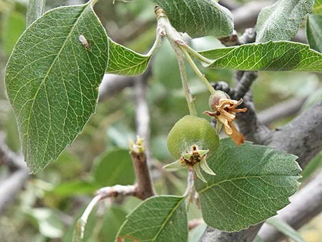 Utah Serviceberry (Amelanchier utahensis)