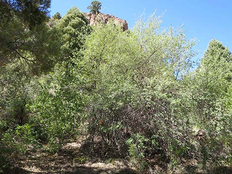 Utah Serviceberry (Amelanchier utahensis)