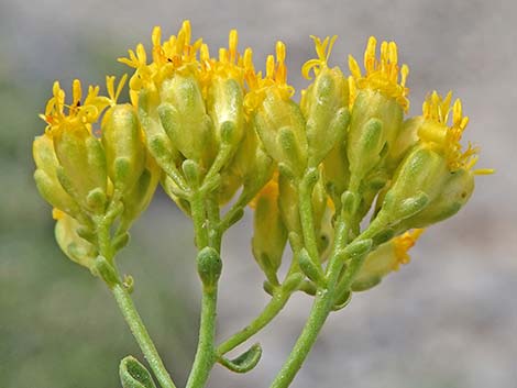 Fremont's Chaffbush (Amphipappus fremontii)