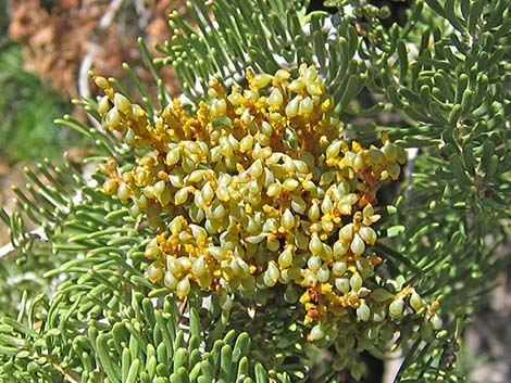 Dwarf Mistletoe (Arceuthobium abietinum)