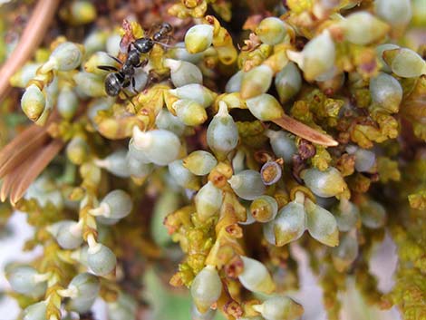 Western Dwarf Mistletoe (Arceuthobium campylopodum)