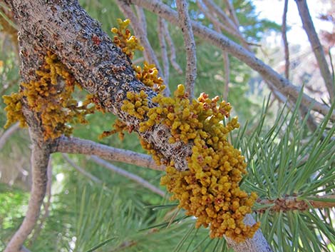 Limber Pine Dwarf Mistletoe (Arceuthobium cyanocarpum)