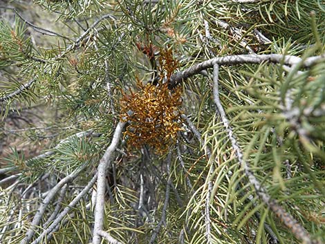 Pinyon Dwarf Mistletoe (Arceuthobium divaricatum)