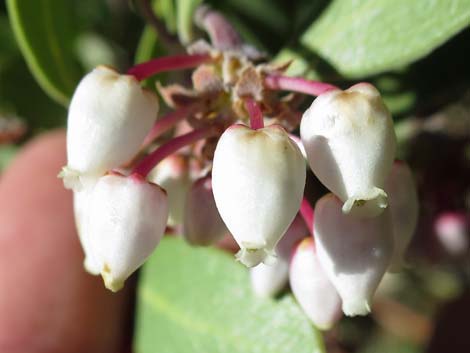 Manzanita (Arctostaphylos spp.)