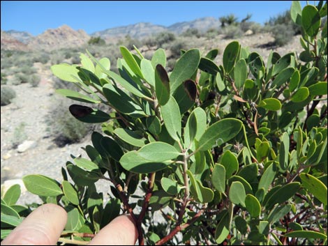 Pointleaf Manzanita (Arctostaphylos pungens)