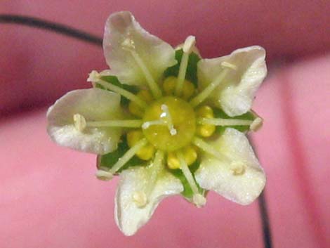 Mojave Sandwort (Arenaria macradenia)