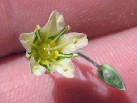 Mojave Sandwort (Arenaria macradenia)