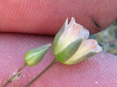 Mojave Sandwort (Arenaria macradenia)