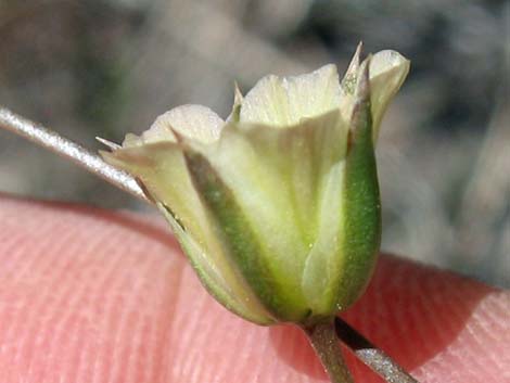 Mojave Sandwort (Arenaria macradenia)