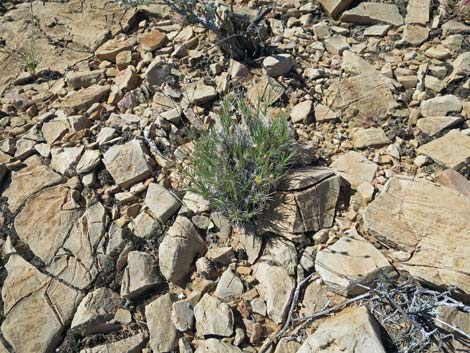 Mojave Sandwort (Arenaria macradenia)