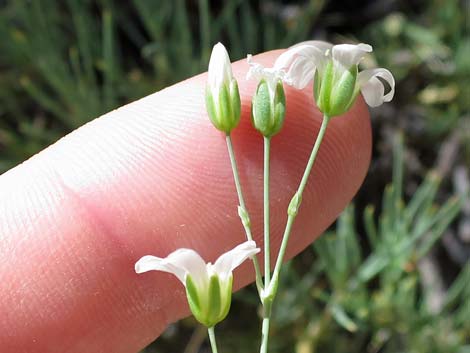 Mojave Sandwort (Arenaria macradenia)