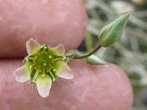 Mojave Sandwort (Arenaria macradenia)