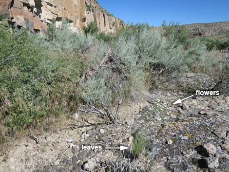 Mojave Sandwort (Arenaria macradenia)