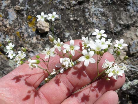 Mojave Sandwort (Arenaria macradenia)