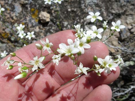 Mojave Sandwort (Arenaria macradenia)