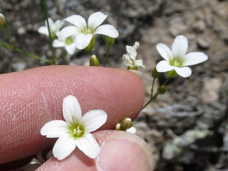 Mojave Sandwort (Arenaria macradenia)