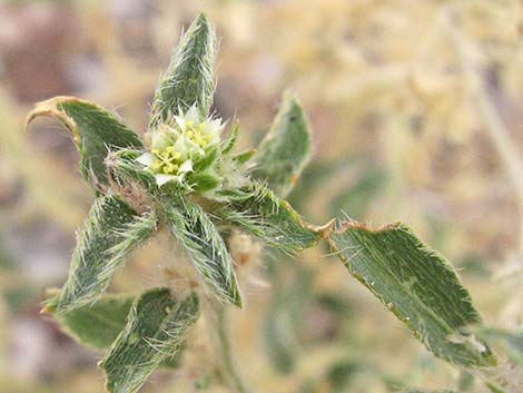 Narrowleaf Silverbush (Ditaxis lanceolata)