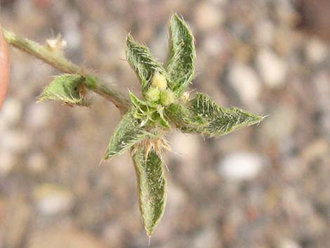 Narrowleaf Silverbush (Ditaxis lanceolata)