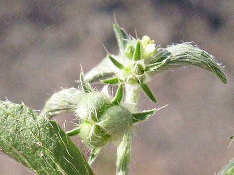 Yuma Silverbush (Ditaxis serrata)