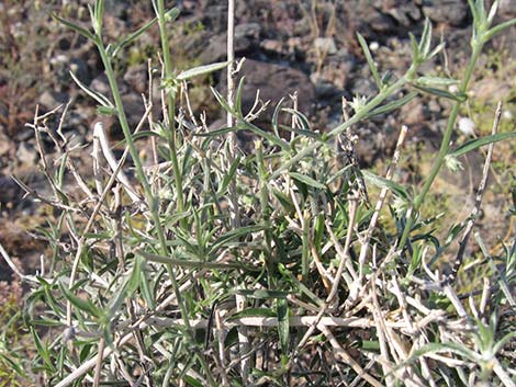 Yuma Silverbush (Ditaxis serrata)