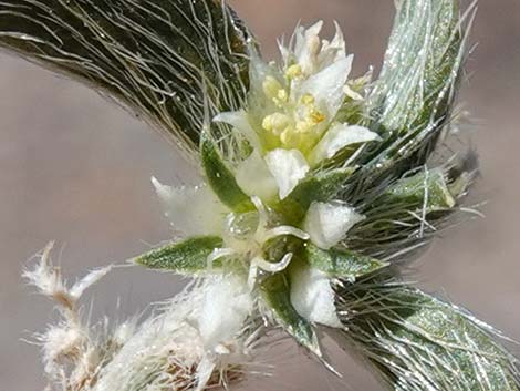 Yuma Silverbush (Ditaxis serrata)