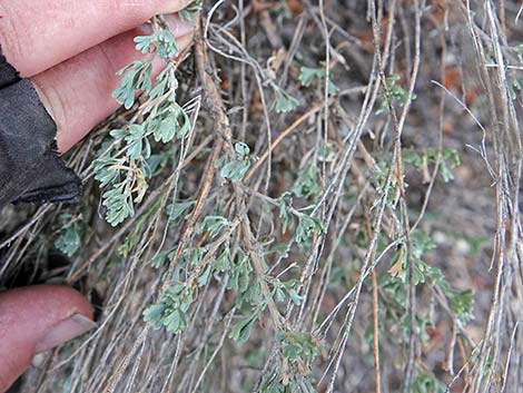 Black Sagebrush (Artemisia nova)