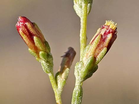 Black Sagebrush (Artemisia nova)