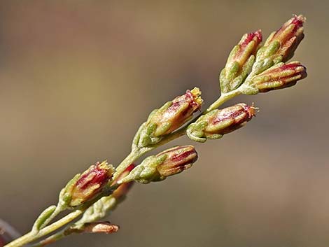 Black Sagebrush (Artemisia nova)