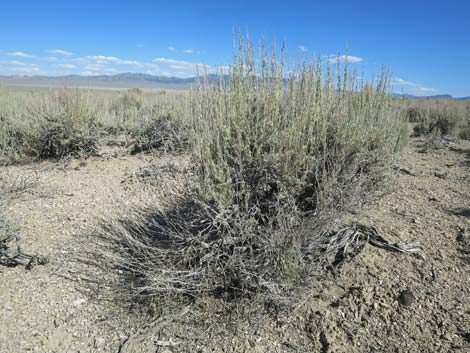 Black Sagebrush (Artemisia nova)