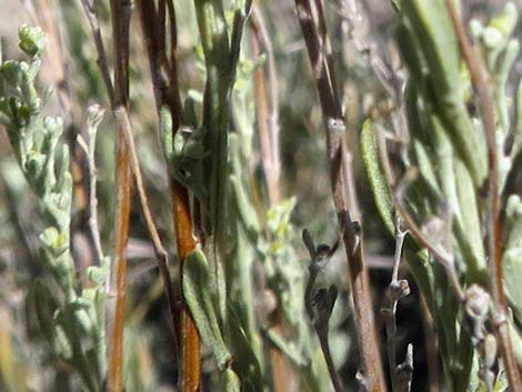 Black Sagebrush (Artemisia nova)