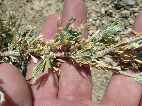 Black Sagebrush (Artemisia nova)