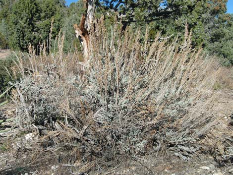 Big Sagebrush (Artemisia tridentata)