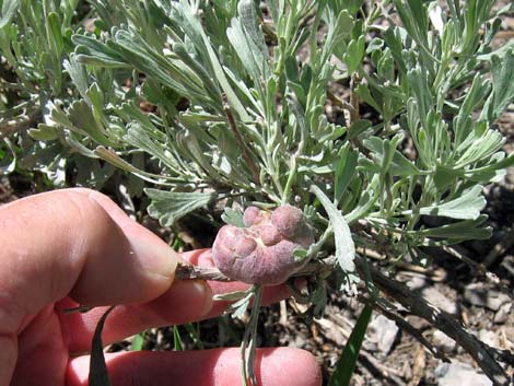 Big Sagebrush (Artemisia tridentata)