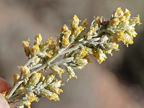 Big Sagebrush (Artemisia tridentata)