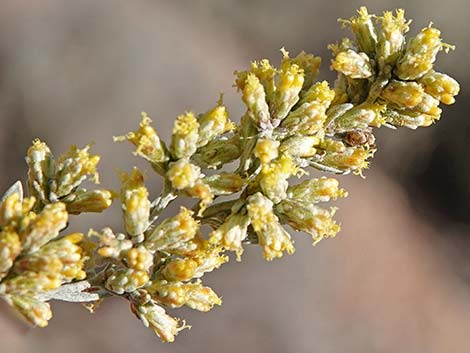 Big Sagebrush (Artemisia tridentata)