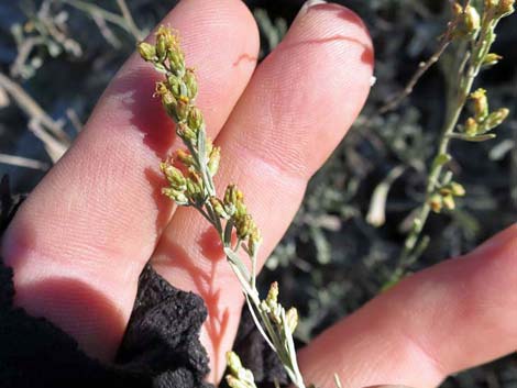 Big Sagebrush (Artemisia tridentata)