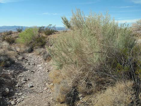 Fourwing Saltbush (Atriplex canescens)