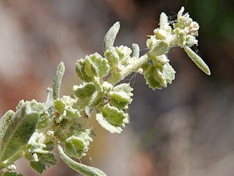 Fourwing Saltbush (Atriplex canescens)