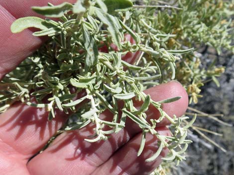 Saltbush (Atriplex canescens)