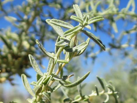 Fourwing Saltbush (Atriplex canescens)