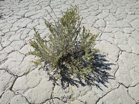 Fourwing Saltbush (Atriplex canescens)