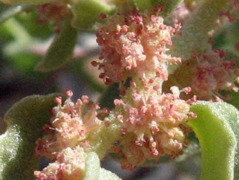 Shadscale Saltbush (Atriplex confertifolia)