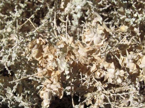 Shadscale Saltbush (Atriplex confertifolia)