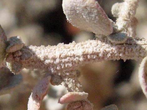 Shadscale Saltbush (Atriplex confertifolia)