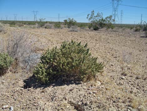 Shadscale Saltbush (Atriplex confertifolia)