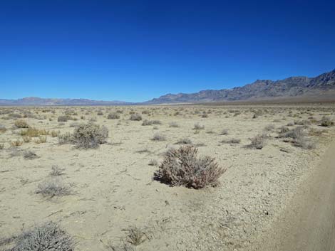 Shadscale Saltbush (Atriplex confertifolia)